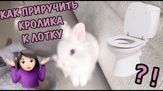 Как Приучить Кролика к Лотку