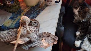 Don't have little owls at home! The reverse side of sweetness. Owls are not gentle! Dangerous pets