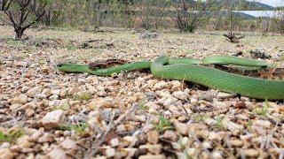 COBRA VERDE COMENDO JARARACA MALHAS DE SAPO