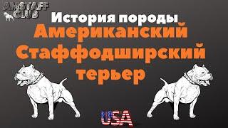 Американский Стаффордширский Терьер история породы. Все о породе Амстафф. Амстафф клуб/Amstaff club