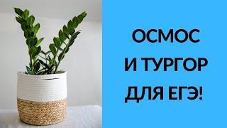 ОСМОС И ТУРГОР для ЕГЭ по биологии!