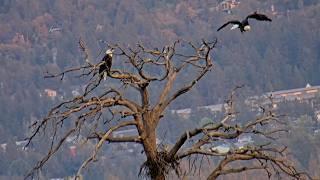 Sep 30, 2024: Jackie shows up in Waldo Tree in the afternoon and delivers a stick before sunset  