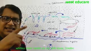 Petromyzon | Lamprey | eel | Life Cycle | Honos 2nd Year | BSc 2nd  Year | Part 04