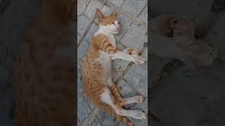 My Kittens  Cute Kittens | #shorts #viral #trending #cat #meowplanet #meowworld #kitten#viralvideos