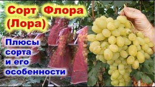 Особенности сорта винограда Флора (Лора)