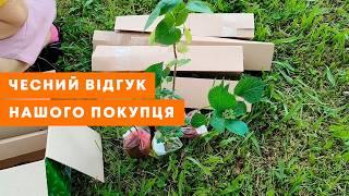 ВІДЕОВІДГУК АГРОМАРКЕТ (ОТЗЫВ) | Бузок, хризантема та гортензія. Квітучі рослини | Agro-Market.ua