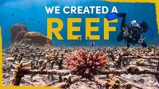 We created a coral reef and the results are fascinating!