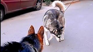 Кто смелее? Who is braver? Хаски и Немецкая овчарка. Husky and German Shepherd.