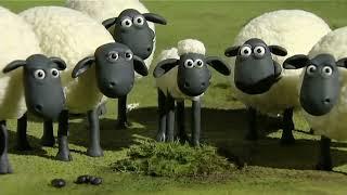 Shaun the Sheep - LIVE  BRAND NEW EPISODES  Cartoons for kids, Preschool, Farm