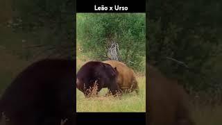 Duelo na Índia: Leão asiático vs. Urso negro asiático