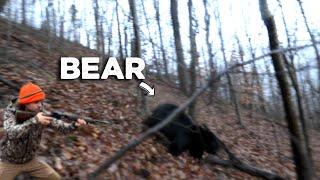 This BEAR got TOO CLOSE! - Bear Hunting with Dogs