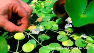 Mimulus orbicularis, Larry Nau, World Waterlily And Lotus Association Dr. N Nopchai Chansilpa