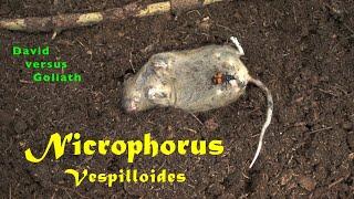 Nicrophorus vespilloides • David versus Goliat, trilingual