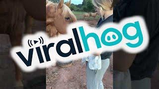 Gentle Horse Meets New Baby for the First Time || ViralHog