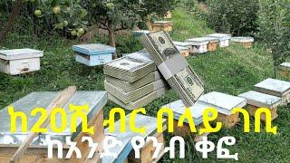 ከአንድ የንብ ቀፎ ከ20ሺ ብር በላይ እንዴት ማግኘት ይቻላል?