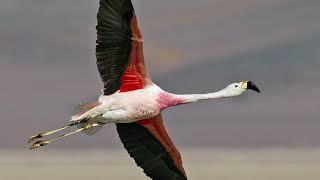 How fast do flamingos fly? How many eggs do flamingos lay? What is the lifespan of a Flamingo?