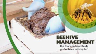 Boost Your Honey Harvest! Expert Hive Management 101 