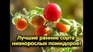 Лучшие ранние сорта низкорослых помидоров!