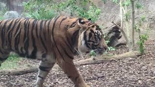 A Trip to Bioparc Fuengirola - January 2024