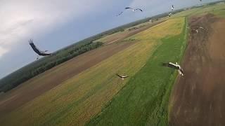 Полет стаи аистов / Палёт буслоў / Flight of storks (slow motion).