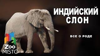 Индийский слон - Все о  млекопитающем | Вид слоновых