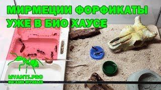 Колония Myrmecia forficata переехала в Био Хаус