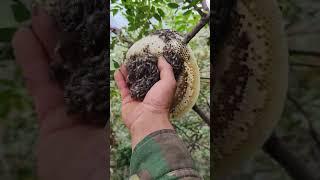 Small bees on mountain branches #wildbees #beekeeper