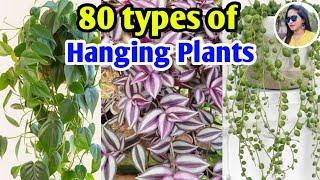 80 types of hanging plants | Hanging Plants for Indoor & Outdoor | Plants varieties | Lipsha world