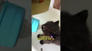 The invisible cat#animals #Friendship #Us# cat