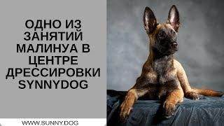 Одно из занятий малинуа в центре дрессировки Sunnydog