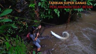 MANCING SIDAT BESAR.TARIKANNYA BIKIN JORAN HAMPIR PATAH.,