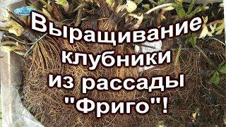 Рассада клубники " фриго"-что это?