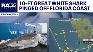 10-foot great white shark pinged off Florida coast near Brevard County