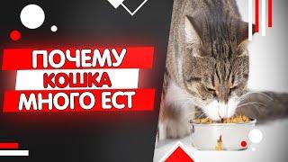 Почему кошка много ест, стала много есть