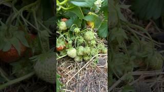 Клубника завалит урожаем #клубника #малина #ягода #сад #дача #огород #урожай