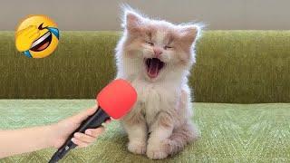  New Funny Cats and Dogs Videos  Funniest Animals 2024 