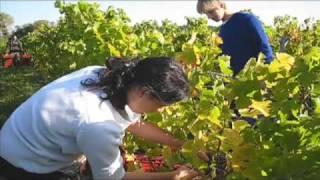 Wineharvest 2008 Chateau de la Garde Ilja Gort wijnoogst wine harvest