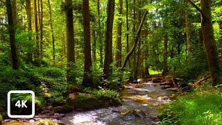 Gentle Woodland Stream and Birdsong | Relaxing Forest Nature Sounds for Focus & Calm