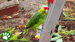 Escaped Parrot Chooses a New Family
