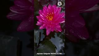 Pink waterlily from my Home lotus Garden. Grow lotus and waterlily at home easyly. #garden #lotus