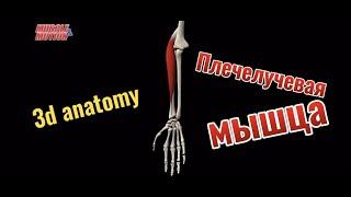 Плечелучевая мышца. 3d anatomy. MUSCLE MOTION