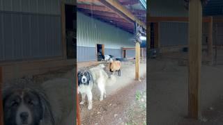May 18, 2025 Sounds of Springtime in Montana #joeythefarmdawg #spring #montana