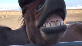 Agust's Horse laughing