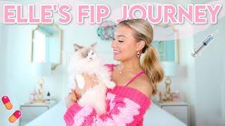 My Cat's Battle Against FIP | Elle's Storytime, Injections, Pills, Observation and A CURE!