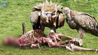 HIMALAYAN GRIFFON VULTURE ─ Nature Gave It a War Mask !!