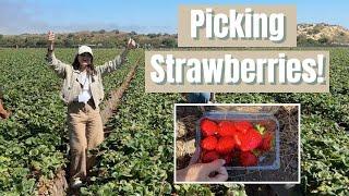 Touring a Strawberry Farm in California! | Steph Grasso