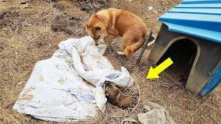 Chained for life at a resort, mother dog pleads to save her only remaining puppy