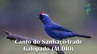 Canto do Sanhaço-frade Galopado (ÁUDIO)