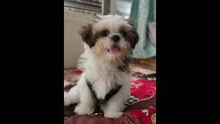 Athinthom MiloLia version #shorts #trending #cutepuppy #milolia