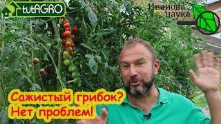 САЖИСТЫЙ ГРИБОК НА ТОМАТАХ, ЯБЛОКАХ, ГРУШАХ и прочих плодах. Как избавиться от грибка.